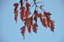 151013_55777_resize.JPG