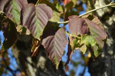 151013_56028_resize.JPG