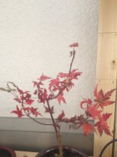 IMG_2466.jpg