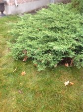 IMG_0101.jpg