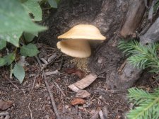 mushroom2a-1024.jpg