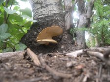mushroom2b-1024.jpg