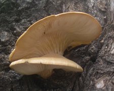 mushroom2b-close.jpg