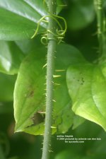 smilax hispida.jpg