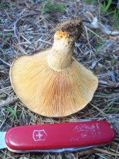 02-07-2006 029 suspected pine-ring.jpg