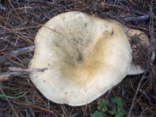 02-07-2006 033 suspected pine-ring 2.jpg