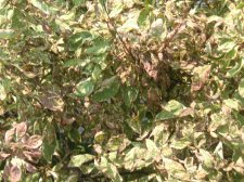 Diseased shrub worst section.JPG
