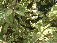 Diseased shrub.JPG