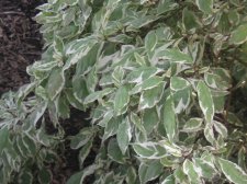 Healthy shrub.JPG