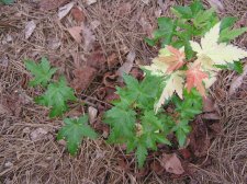 Variegated Seedling Seshuu 7-26-06.JPG