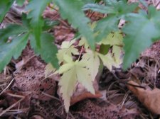 Variegated Seedling Seshuu 7-26-2006.JPG