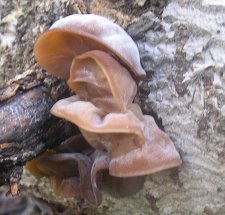 auriculariaAuricula-judae1-close.jpg
