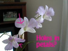 petals.jpg