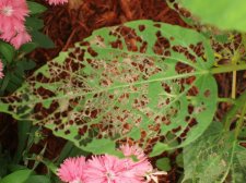 hibiscus leaf.jpg