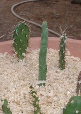 Cactus8306.jpg