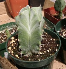 CactusB8306.jpg