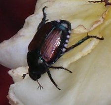 beetle.jpg