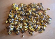 chantarelle1b-1024.jpg