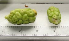 Calla Lily Seed Pods.jpg