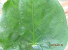 Leaf of heart.jpg