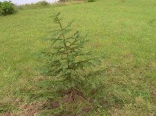 A Tree.jpg