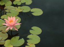 DSCF0046.jpg