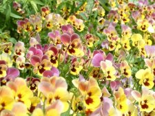 flowers2signed.jpg