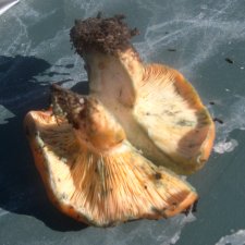 mushroom-orange-green1a-1024.jpg