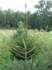 spruce1.jpg