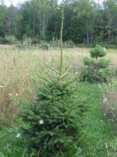 spruce2.jpg