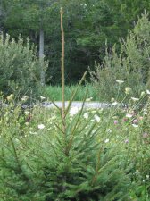 spruce3.jpg