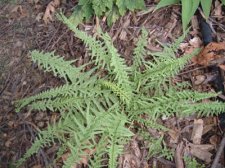 Athyrium Victoriae.jpg