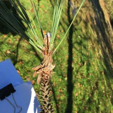 Mystery Pinus 2.jpg