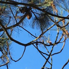 Mystery Pinus 3.jpg