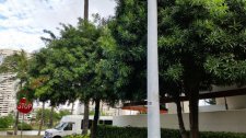 Podocarpus_KuamooAlaWai-Waikiki_Cutler_20151125_160106.jpg