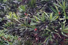 Podocarpus_KuamooAlaWai-Waikiki_Cutler_20151125_160005.jpg