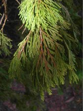 tall Juniper-like plant.jpg