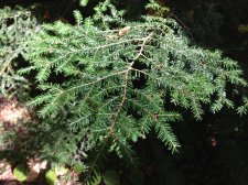eastern_hemlock.JPG