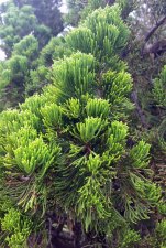 Juniperus-chinensis-Maybe_LulukuRd_Cutler_20151208_123556.jpg