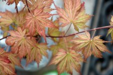 3_20 Japanese maples003.jpg