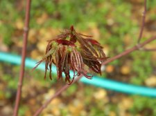 Apalm English Lace leaves - Mar14.JPG