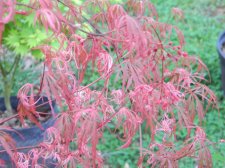 Apalm Hana matoi leaves - Mar17.JPG