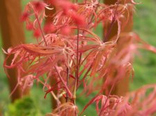 Apalm Hana matoi new leaves - Mar14.JPG