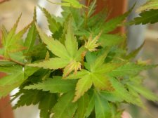 Apalm Jade Dragon leaves - Mar10.JPG
