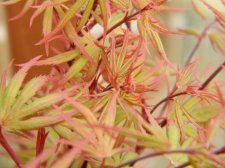 Apalm Kuro hime new leaves - Mar10.JPG