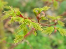 Apalm Lima Gold leaves - Mar14.JPG