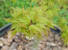 Apalm Lima Gold leaves - Mar17.JPG