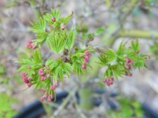 Apalm Matthew leaves and flowers - Mar9.JPG