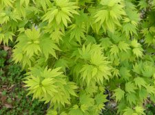 Apalm Mimaye leaves - Mar17.JPG