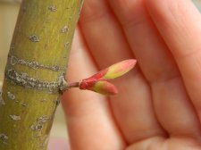 Apalm Murakumo buds - Mar10.JPG